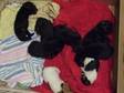 Adopt Orphan Carey a Labrador Retriever