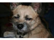 Adopt Monty *Courtesy Po a Cairn Terrier