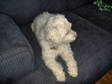 Adopt Charlotte a Chinese Crested Dog, Bichon Frise