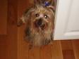 Adopt Jimmy a Silky Terrier