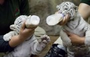 Healthy and gorgeous lion and tiger cubs for sale