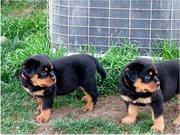 Charming Rottweiler Puppies For Adoption to any pet loving home