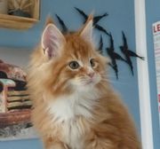 Adorable 12 weeks old Maine Coon kittens available.