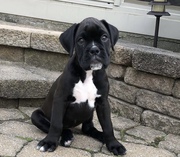 Beautiful Boxer Puppies for Rehoming 