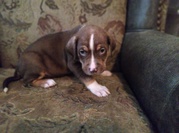 Puppies puppies ready to go today in Peterborough 