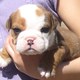 Beautiful English bulldog puppy for FREE!!!
